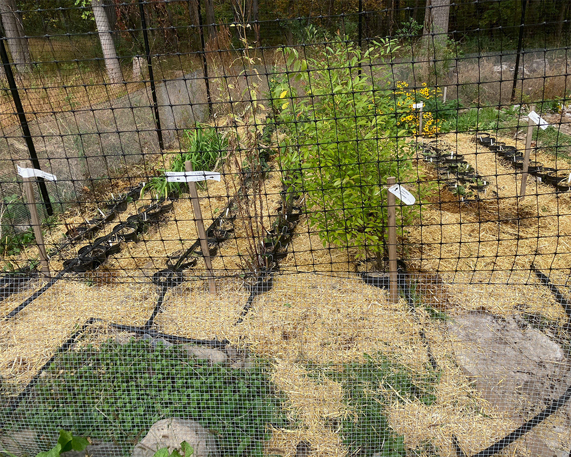 Overwintering smaller native plants in our nursery