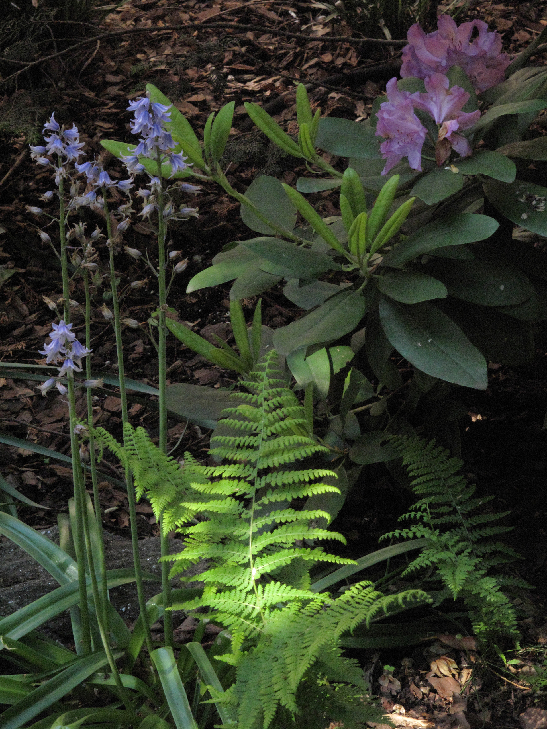 3rd Street, Brooklyn