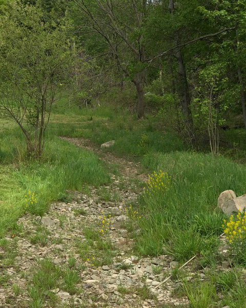 Swale in dry season