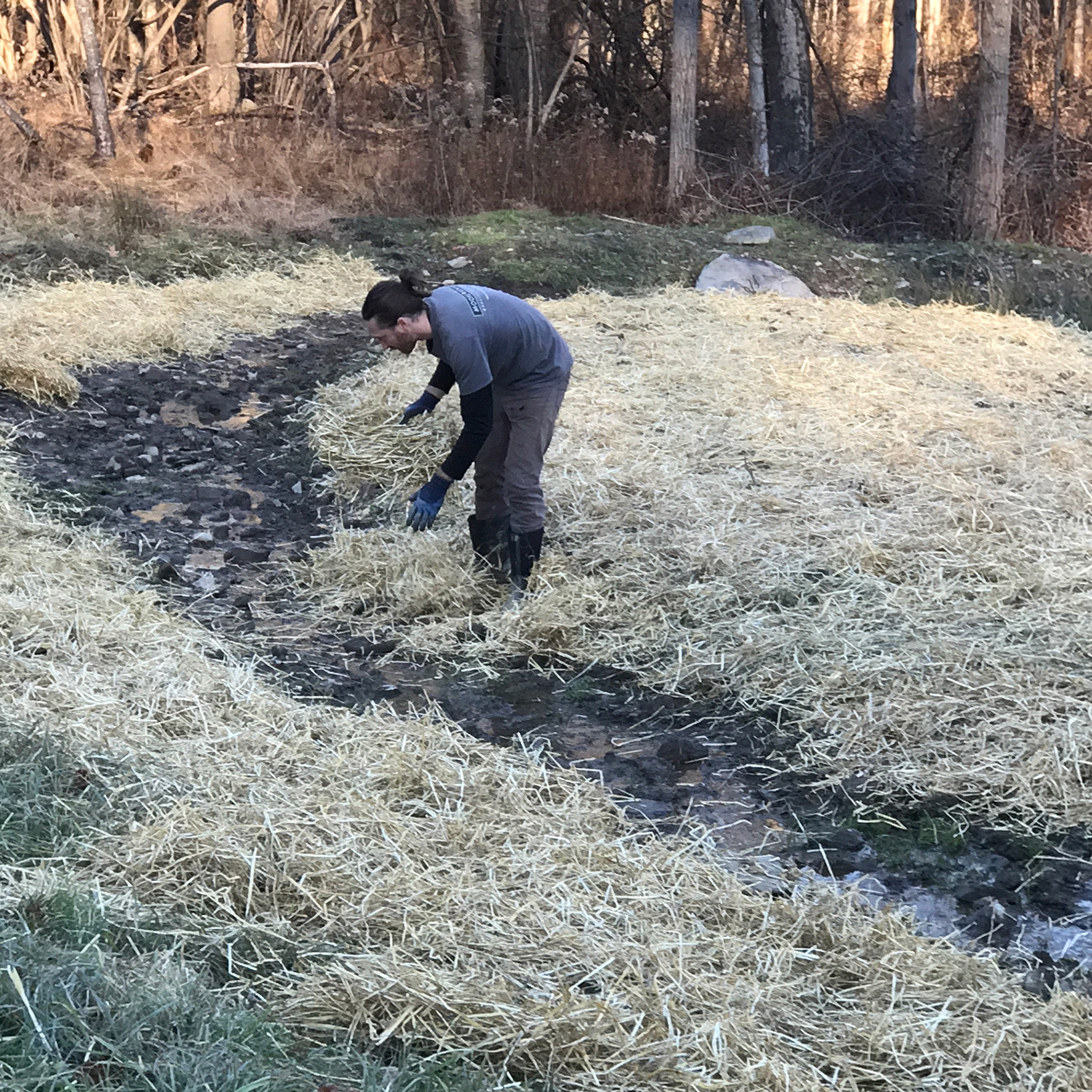Introducing native wet meadow plants through seed mixes along the new swale.