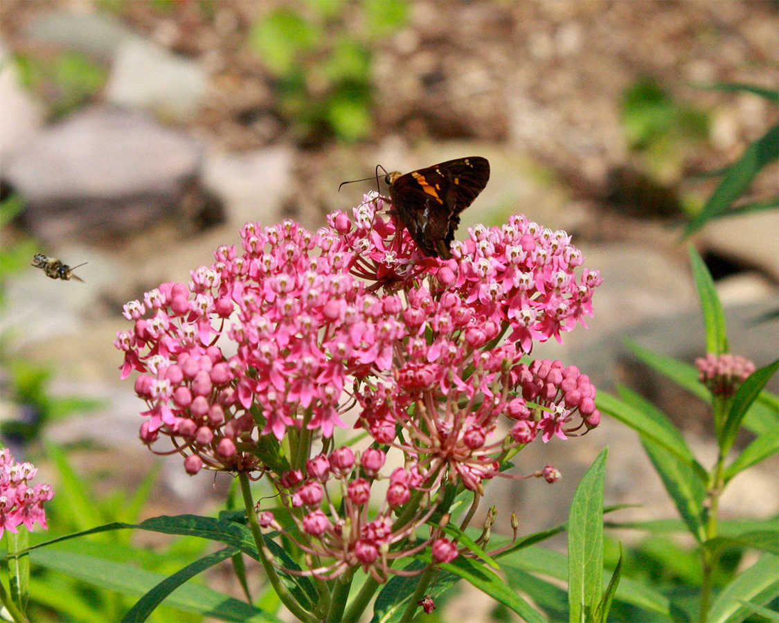 A silver-spotted skipper, Epargyreus clarus, visiting swamp milkweed, Asclepias incarnata.