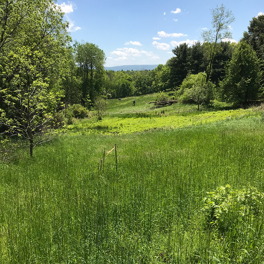 Meadow view