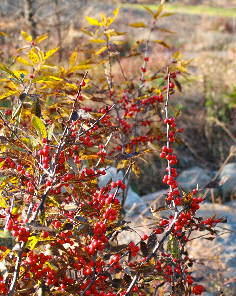 Ilex verticillata, winterberry, in a restored wetland area.
