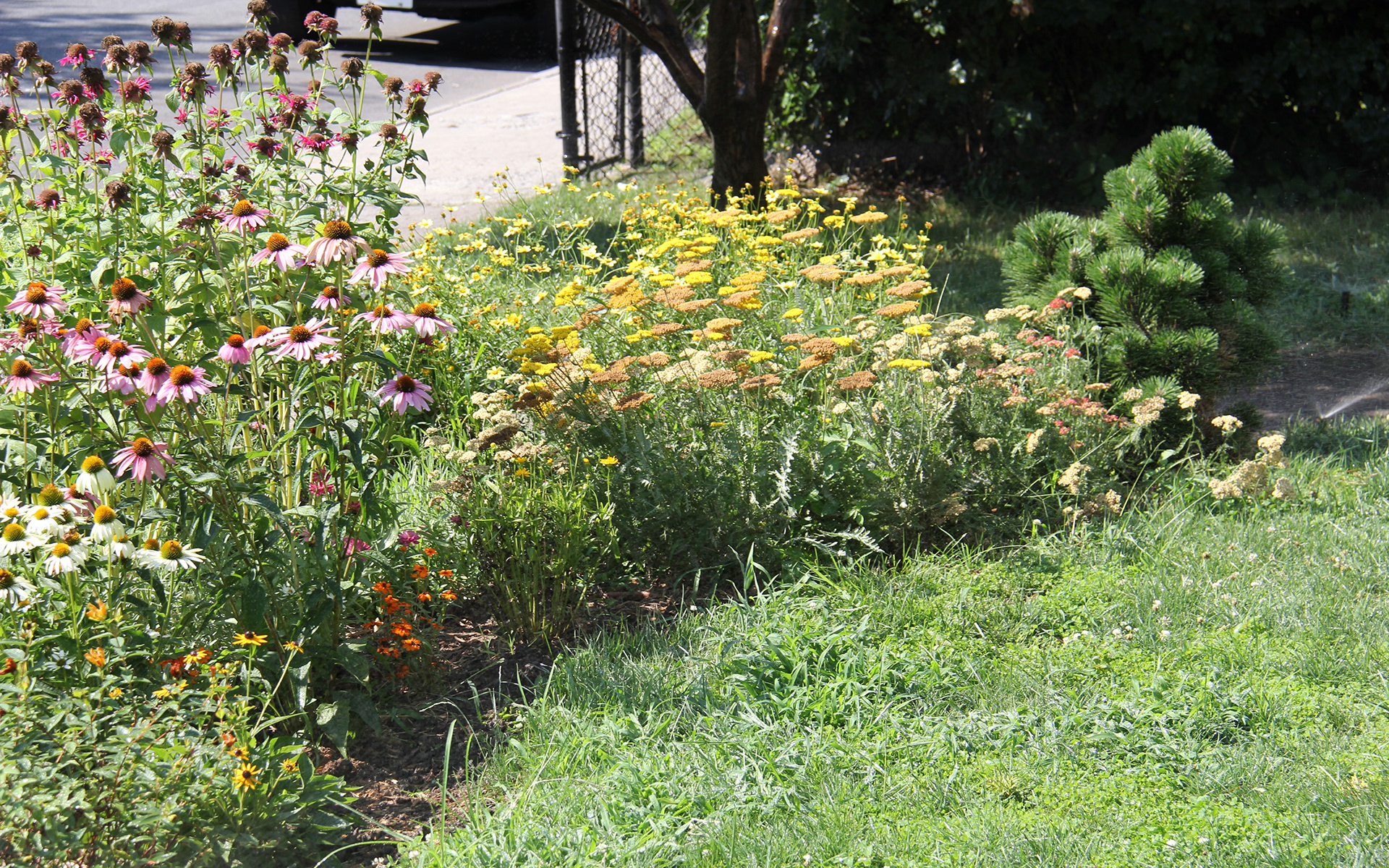 Ditmas Park, Brooklyn