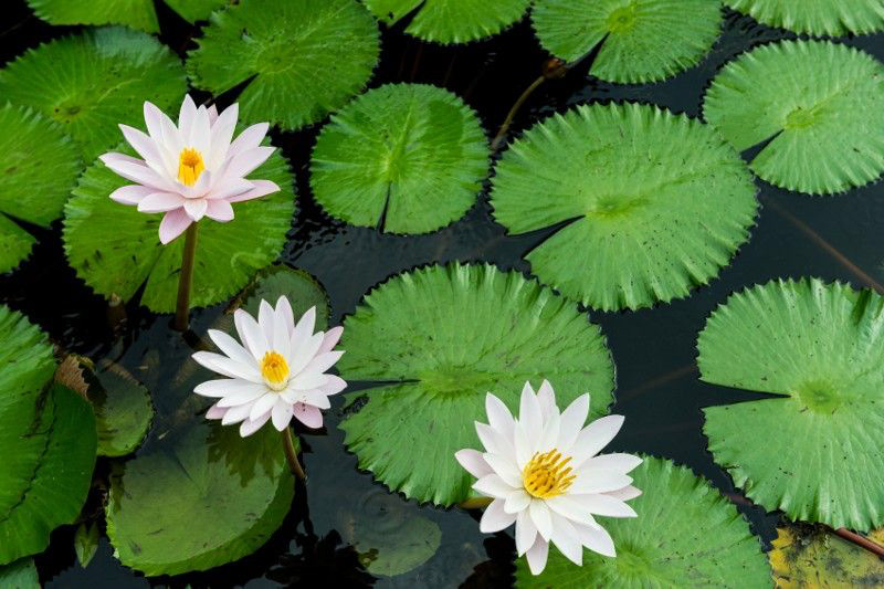 water lilies