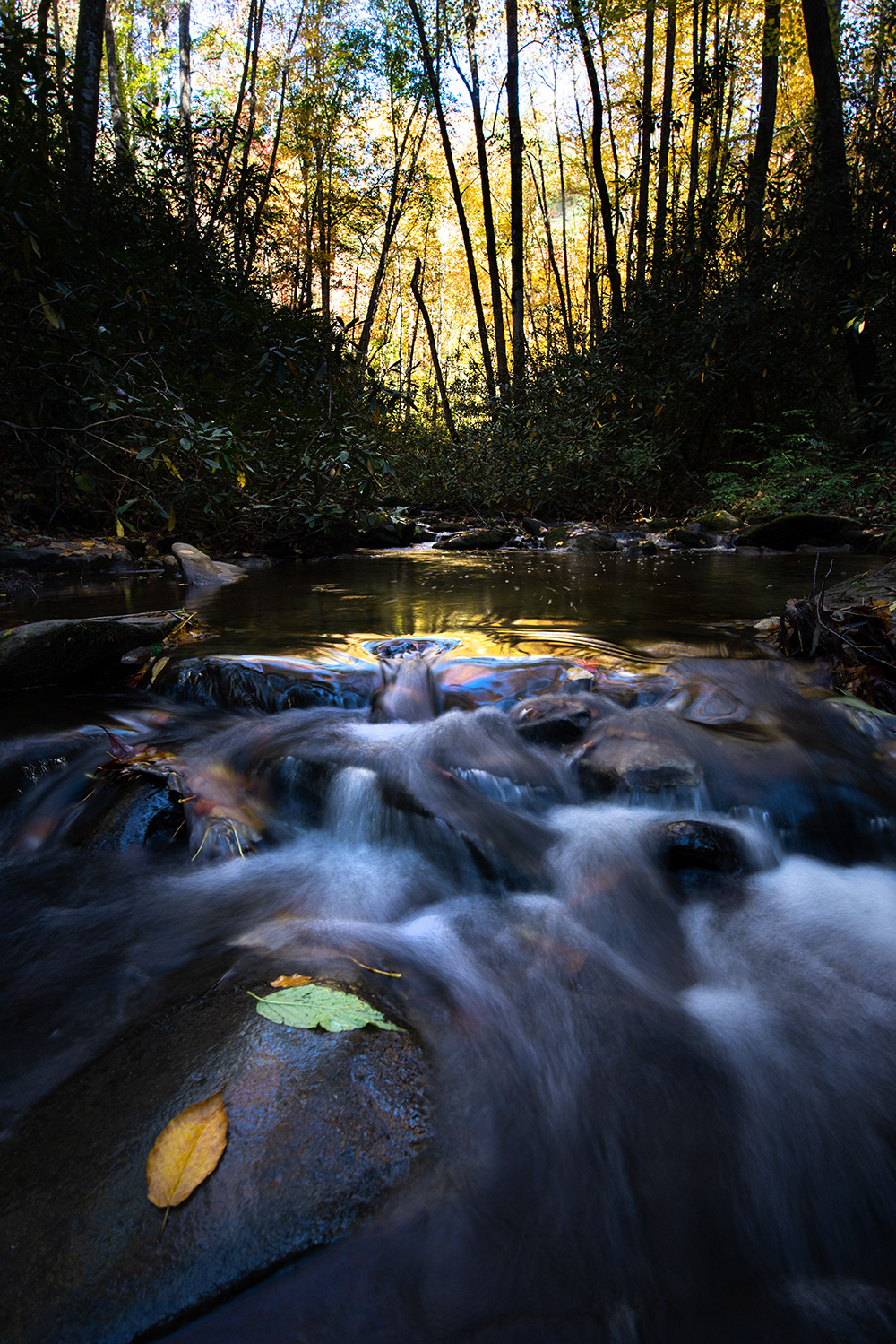 Meig Creek Trail, 2019