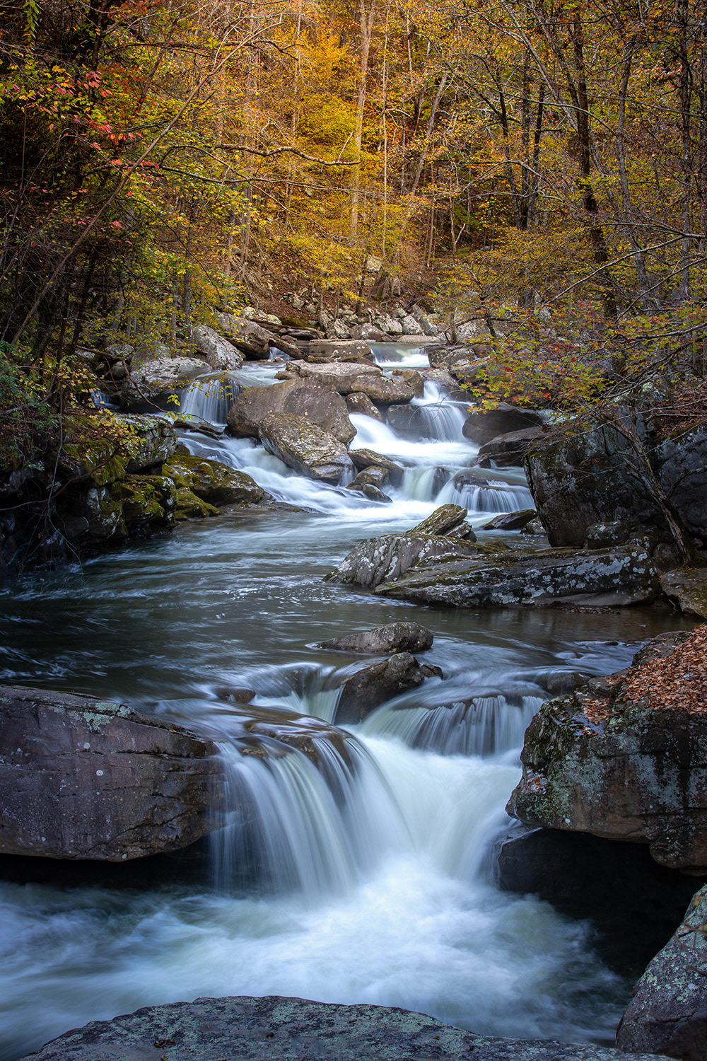 Laurel Cascades, 2020