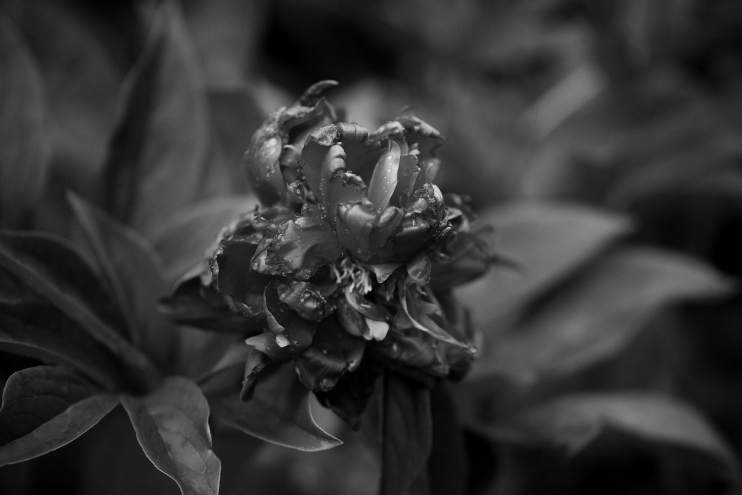 Peonies 1