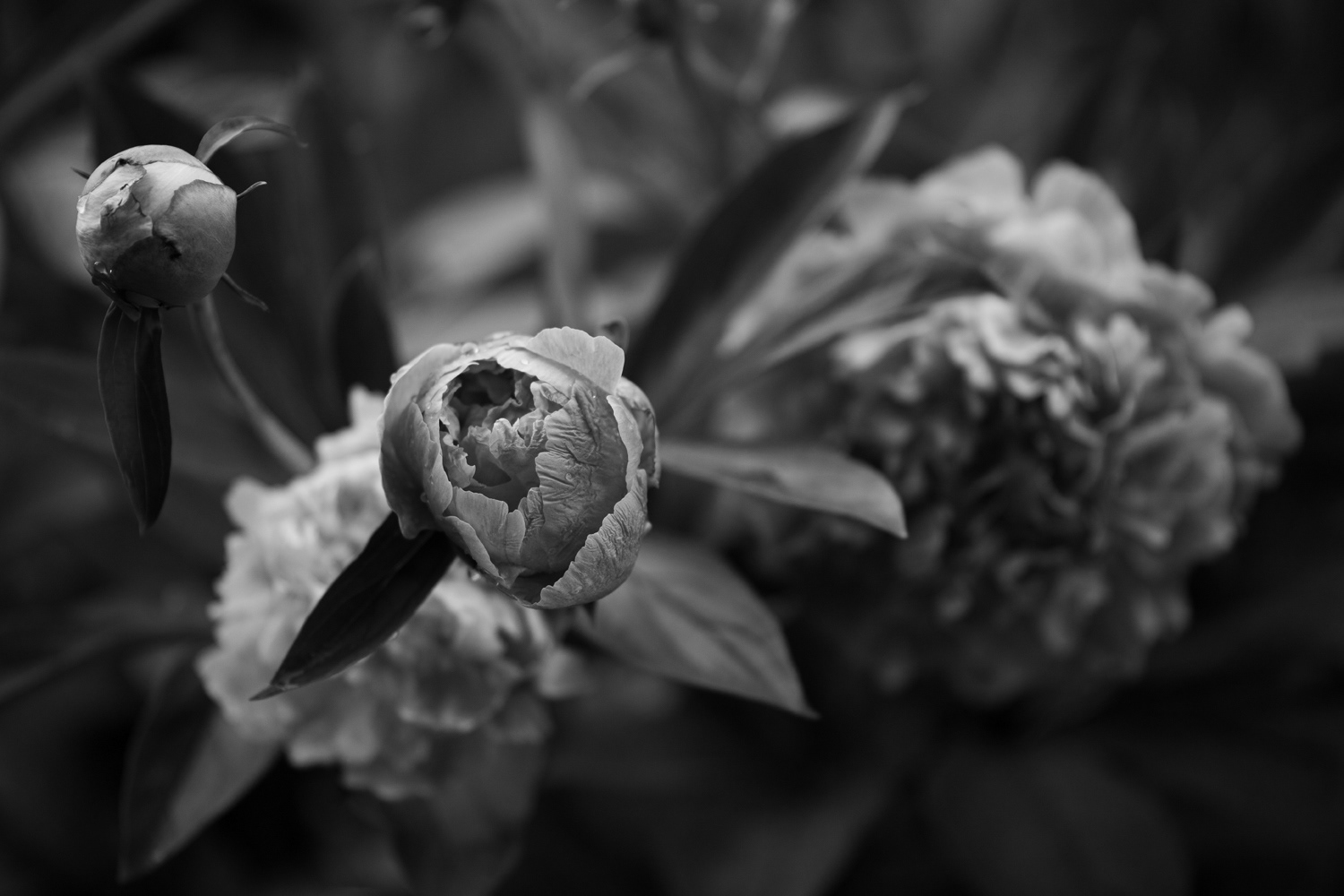 Peonies 2