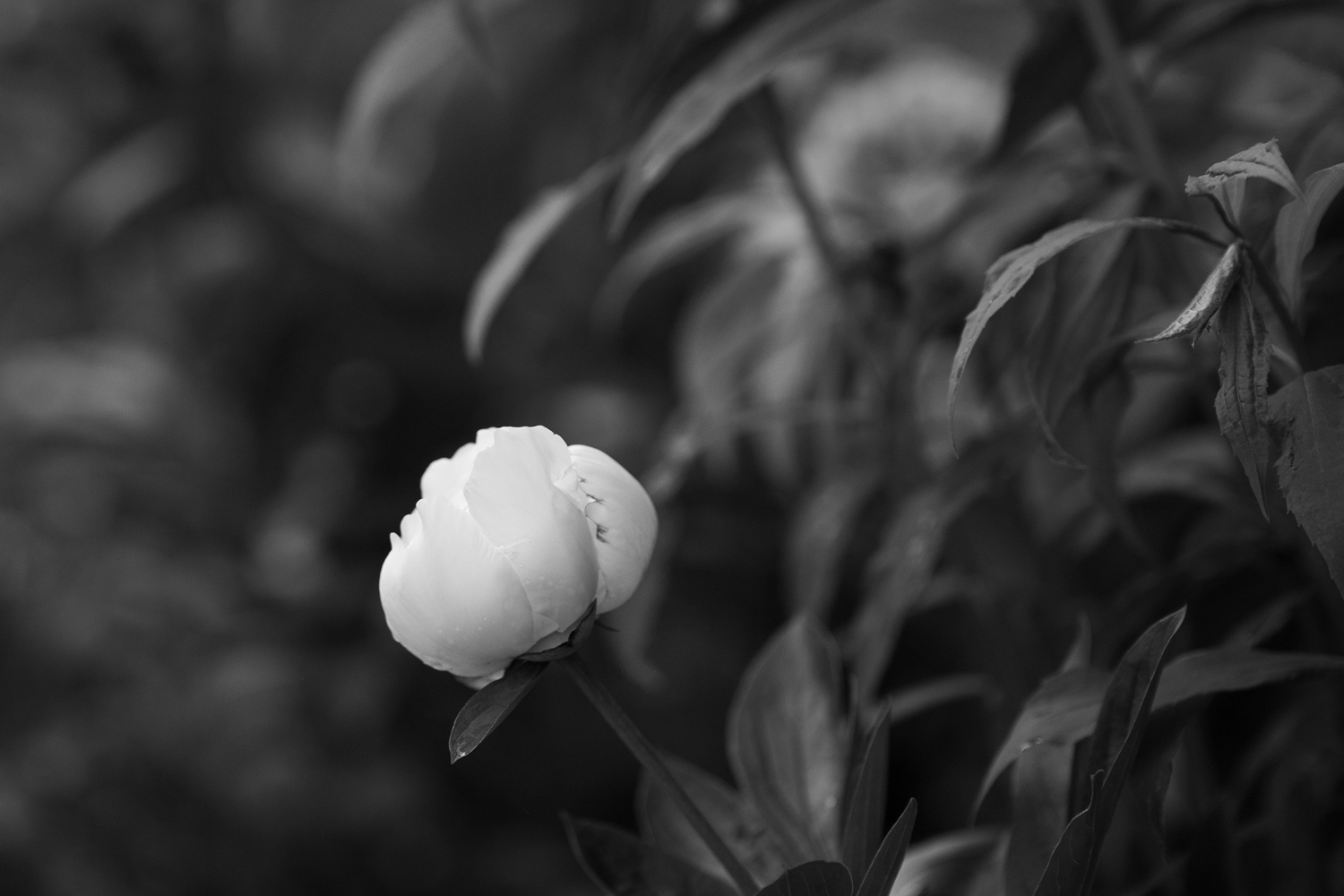 Peonies 3