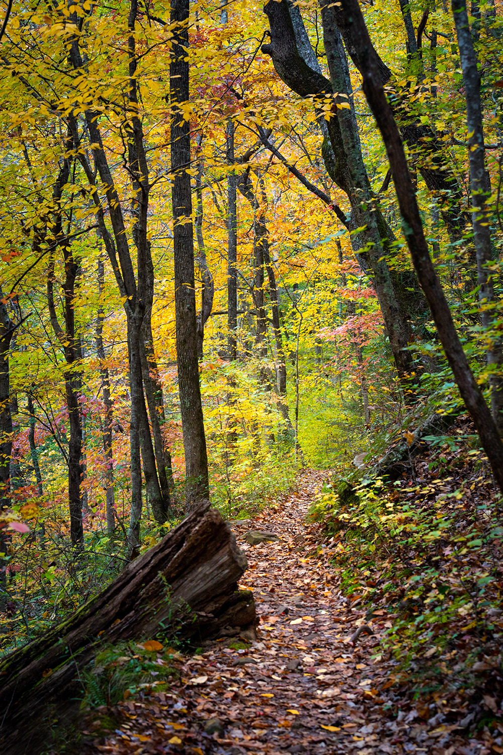 Laurel Falls 3