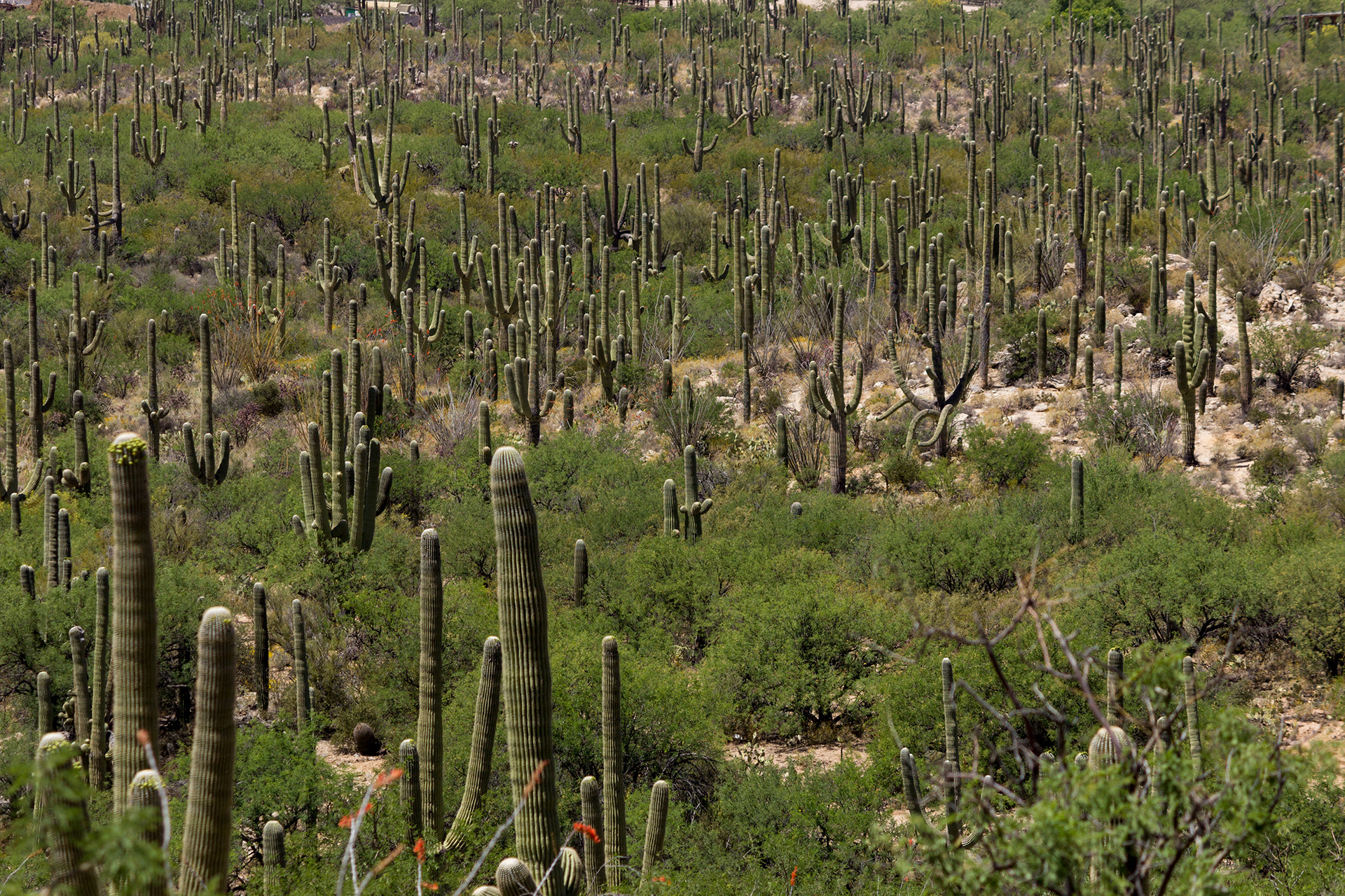 Saguaro NP, 2017