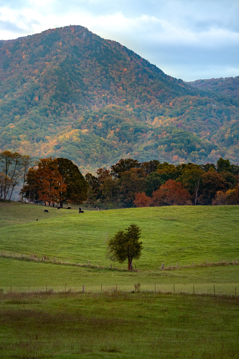 Smoky Mountain Backdrop 2, 2020