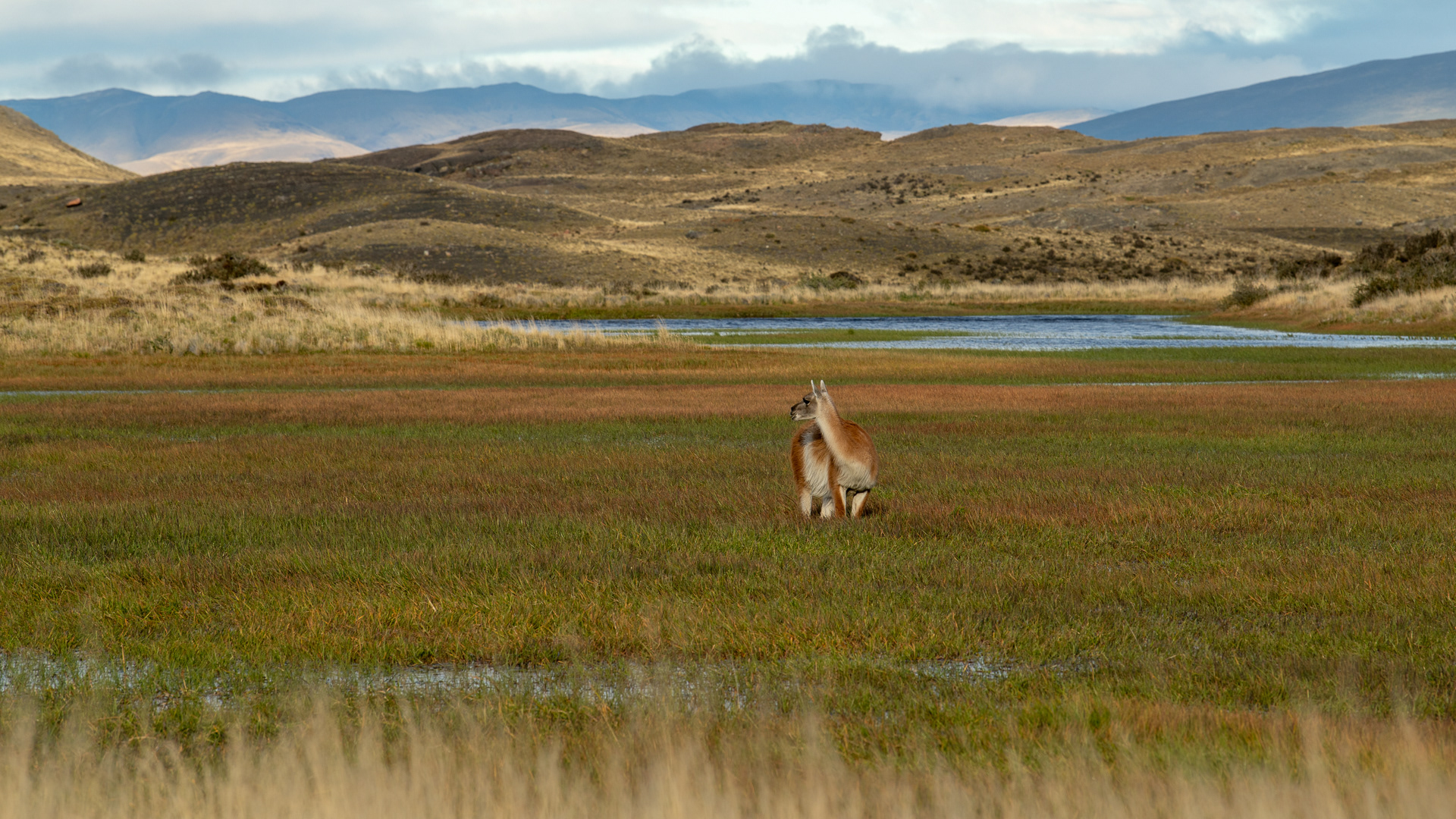 Guanaco