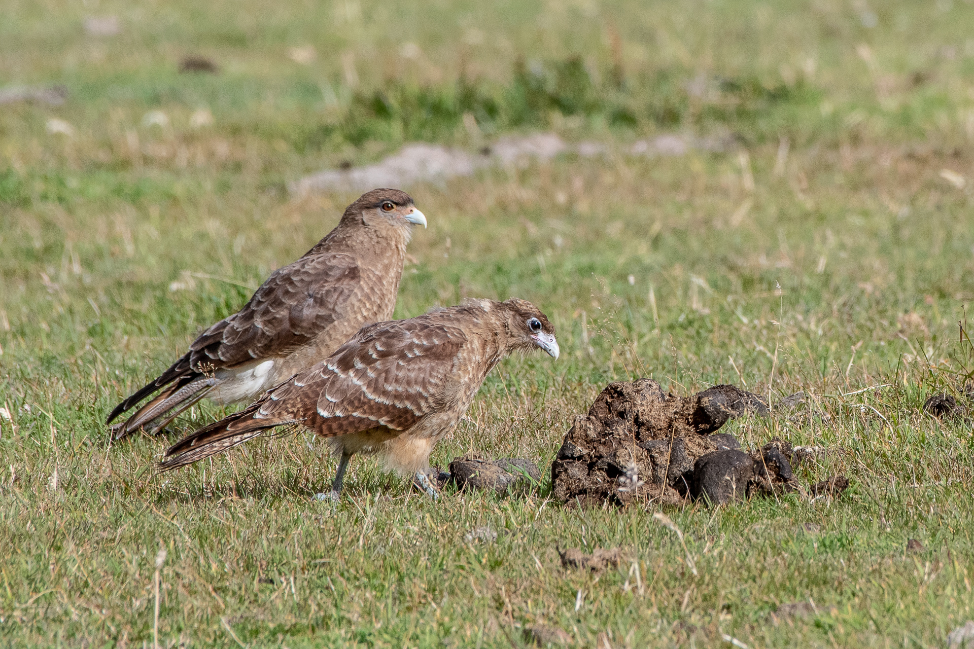 Caracara cimango