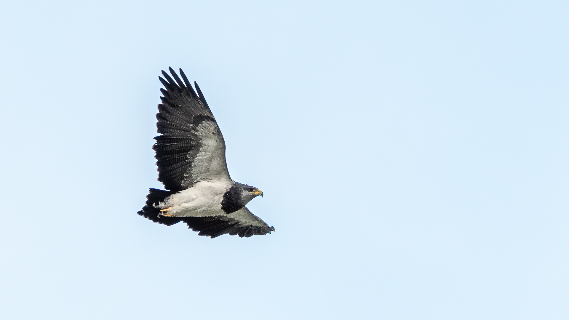 Aquila collonero (maschio)