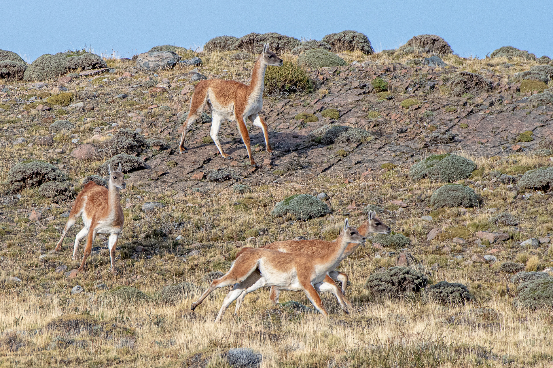 Guanaco