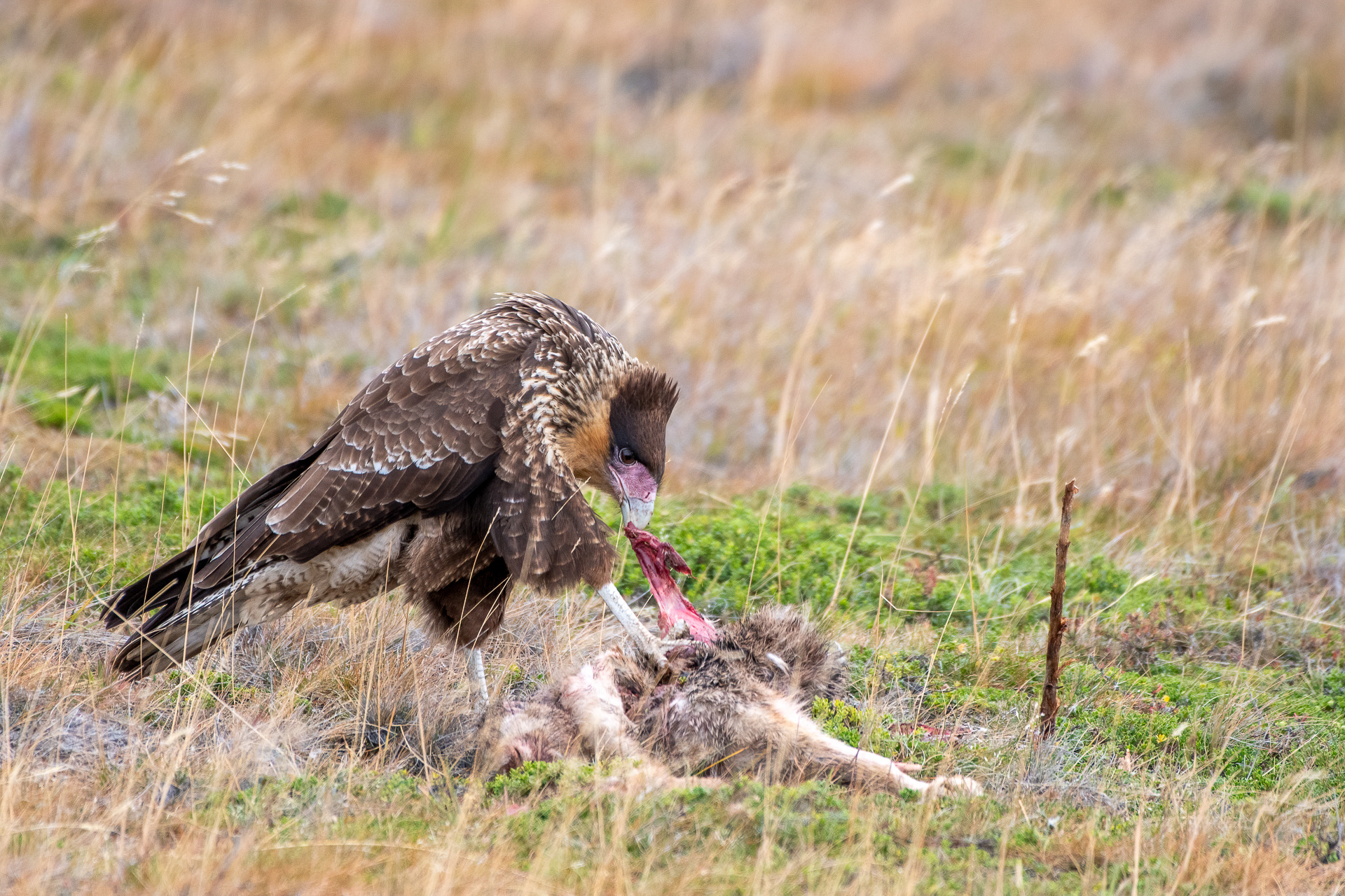 Caracara crestato