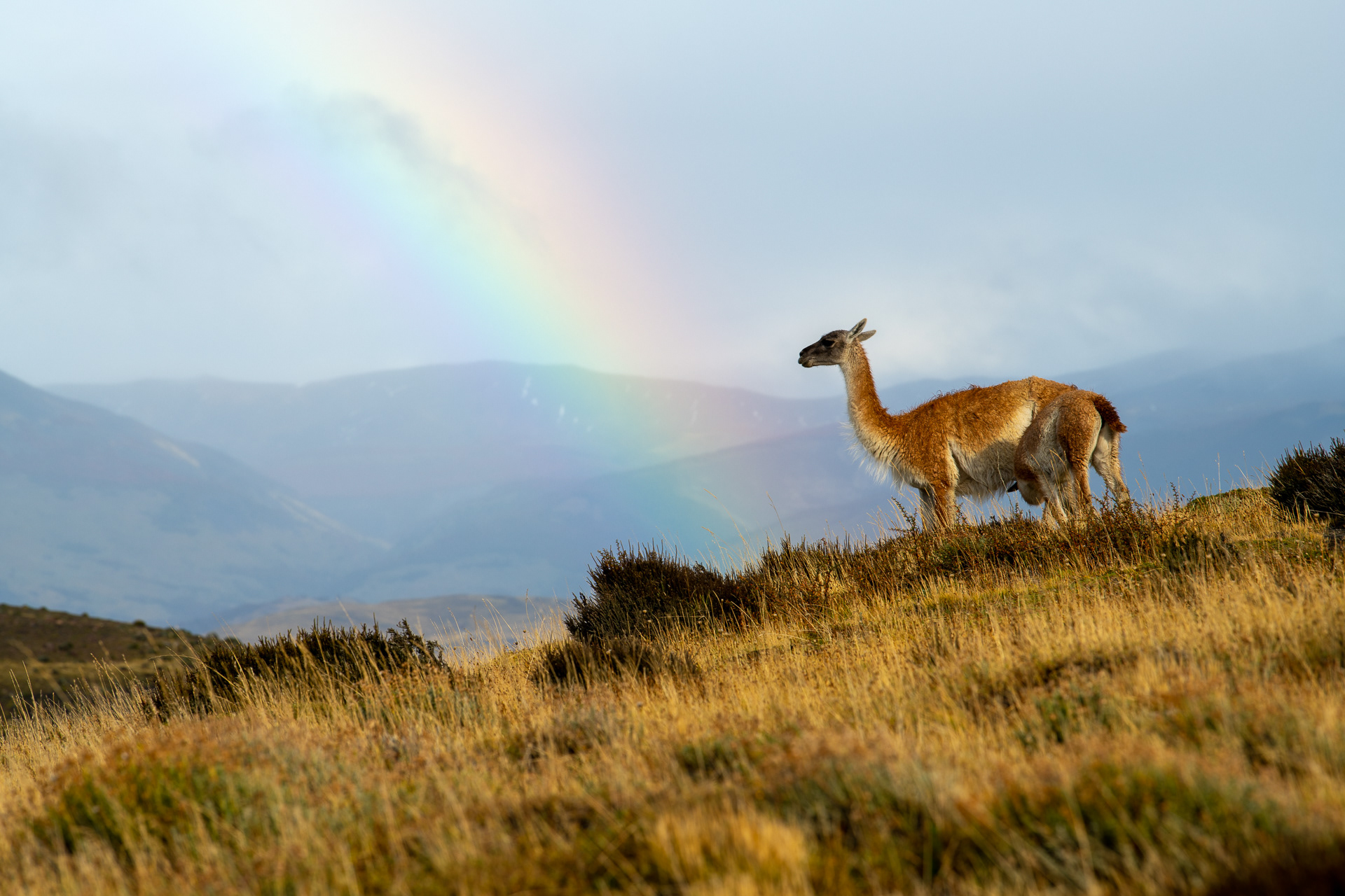 Guanaco