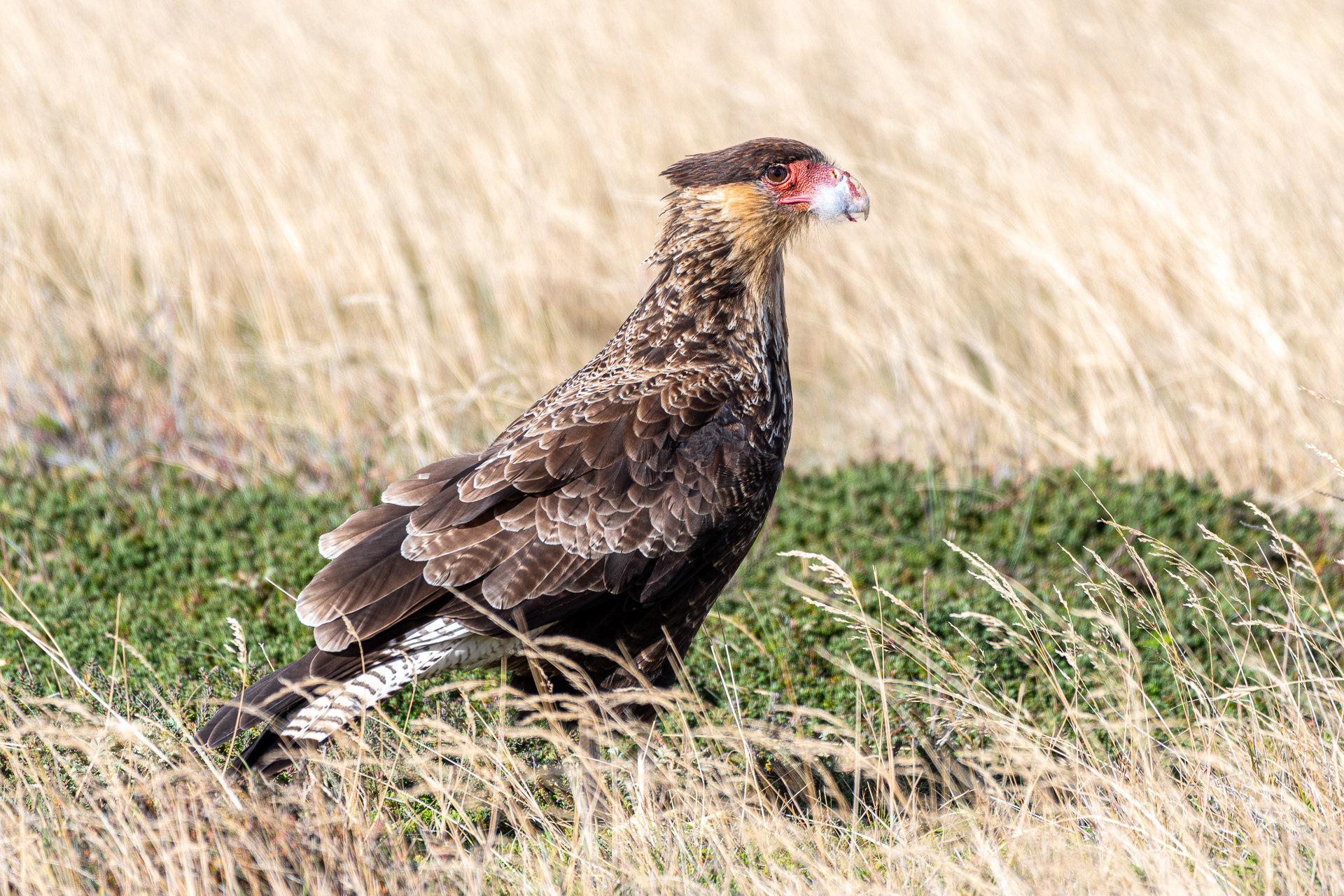 Caracara crestato
