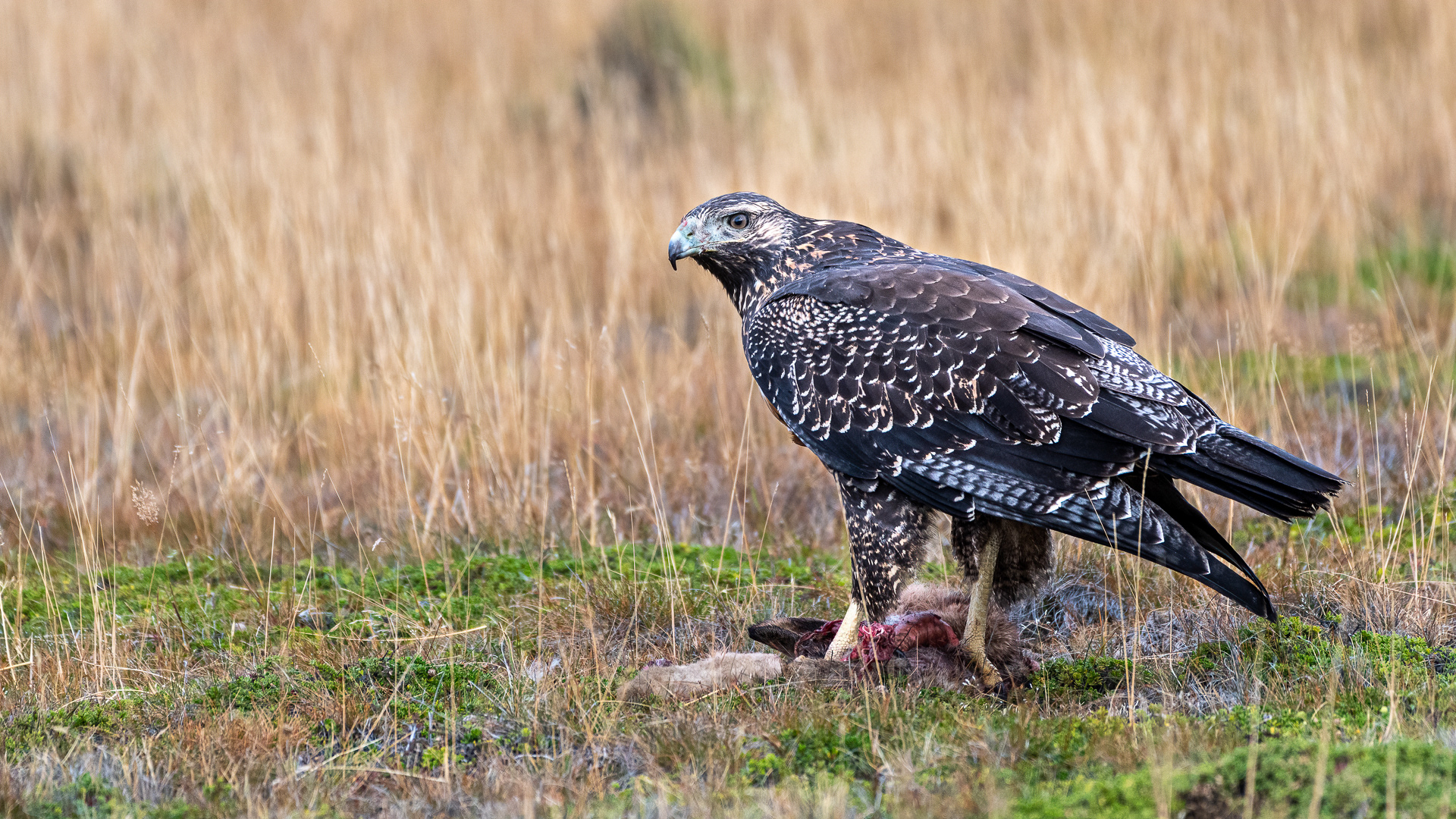 Aquila collonero (femmina)