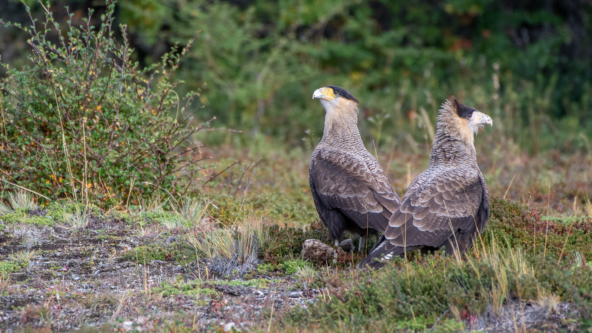 Corteggiamento di Caracara crestato