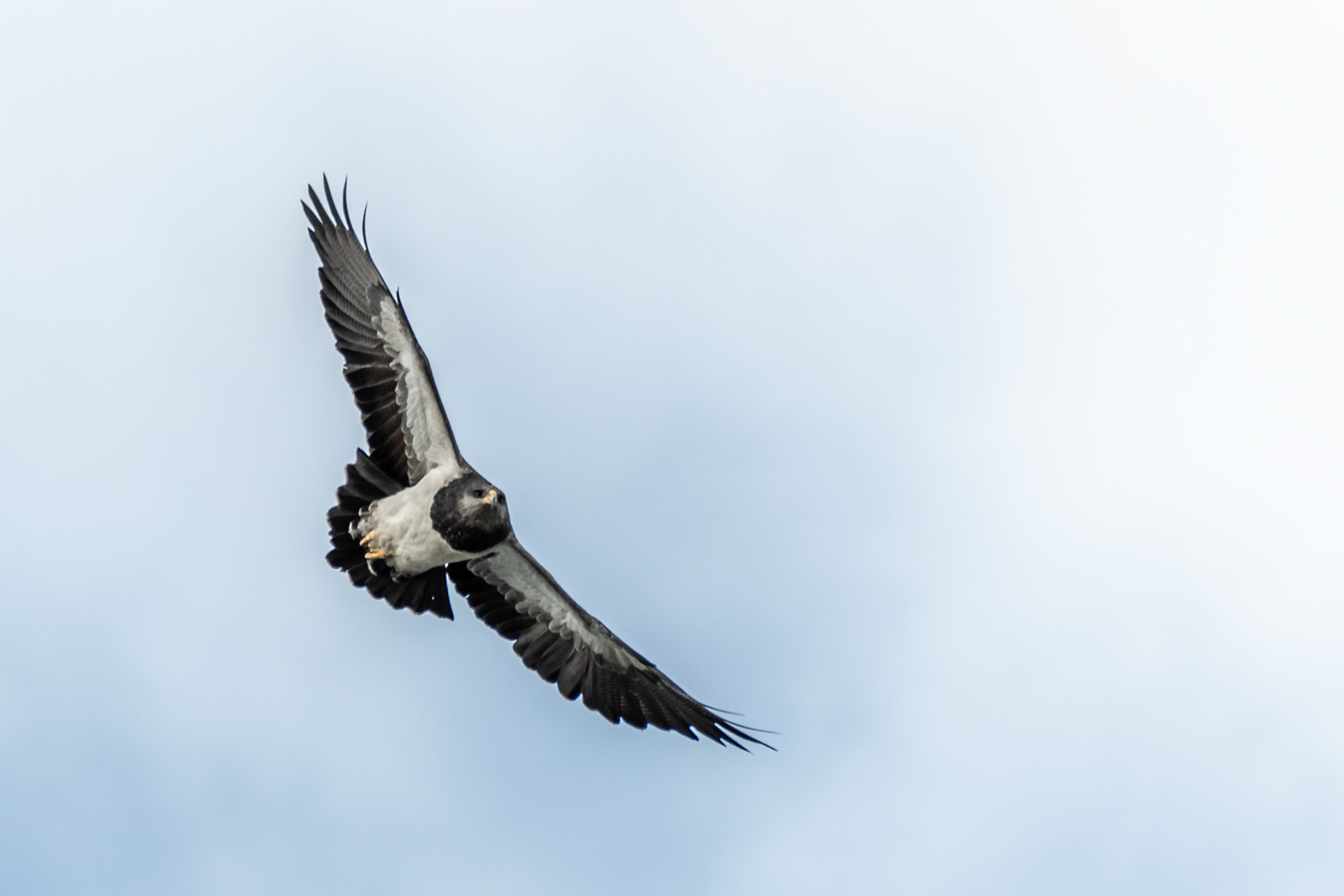 Aquila collonero (maschio)