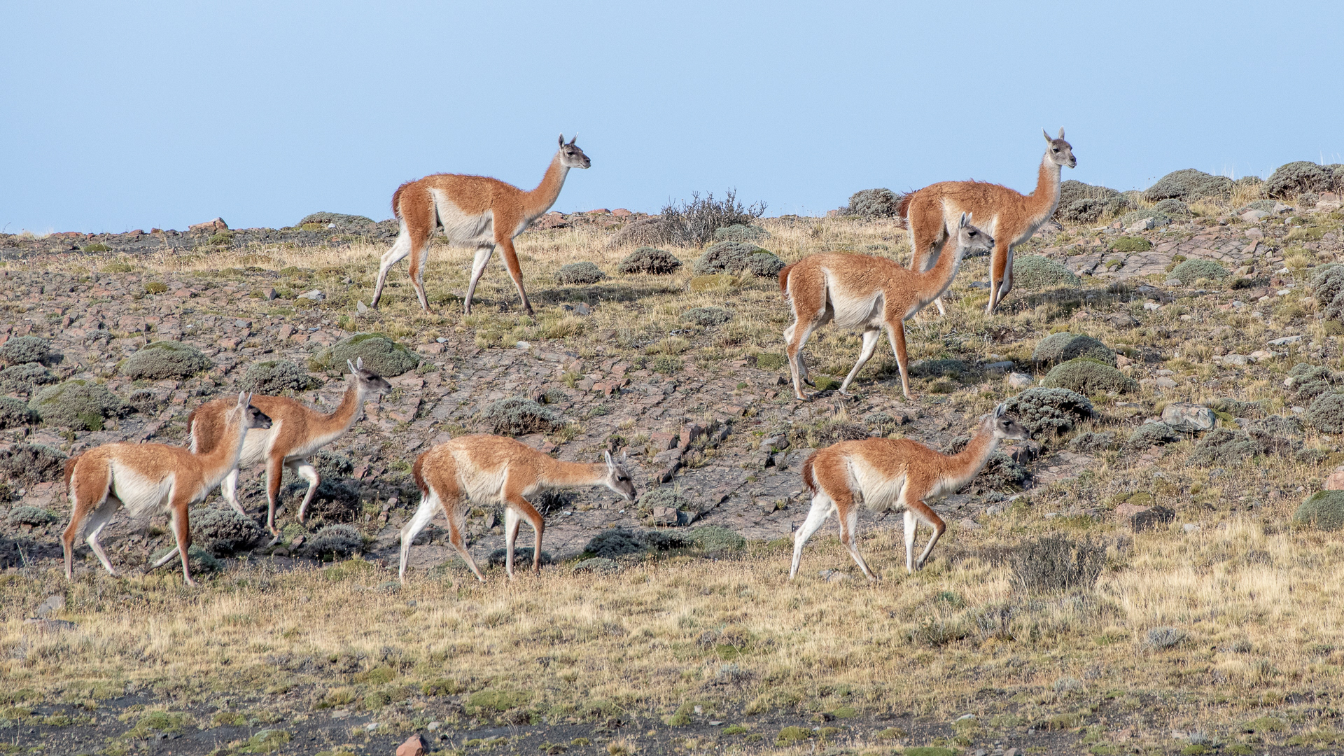 Guanaco