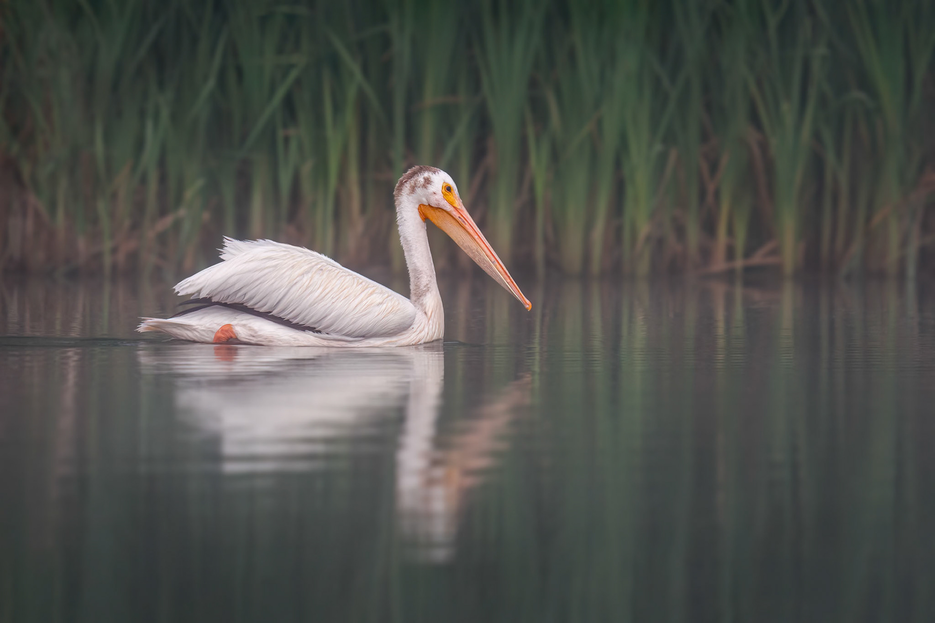 At one with the morning calm, a pelican glides quietly along the shoreline of an Alberta lake.
