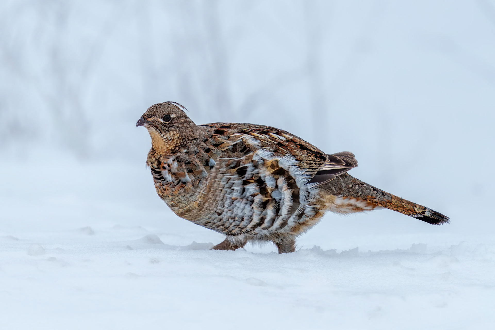 A ruffed grouse strolls through the snow in Redwater Provincial Recreation Area in Alberta.