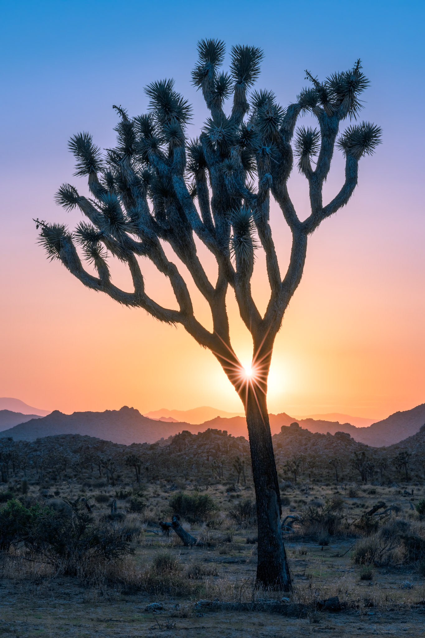A Joshua tree cradles the setting sun as it casts its final rays across the California desert.