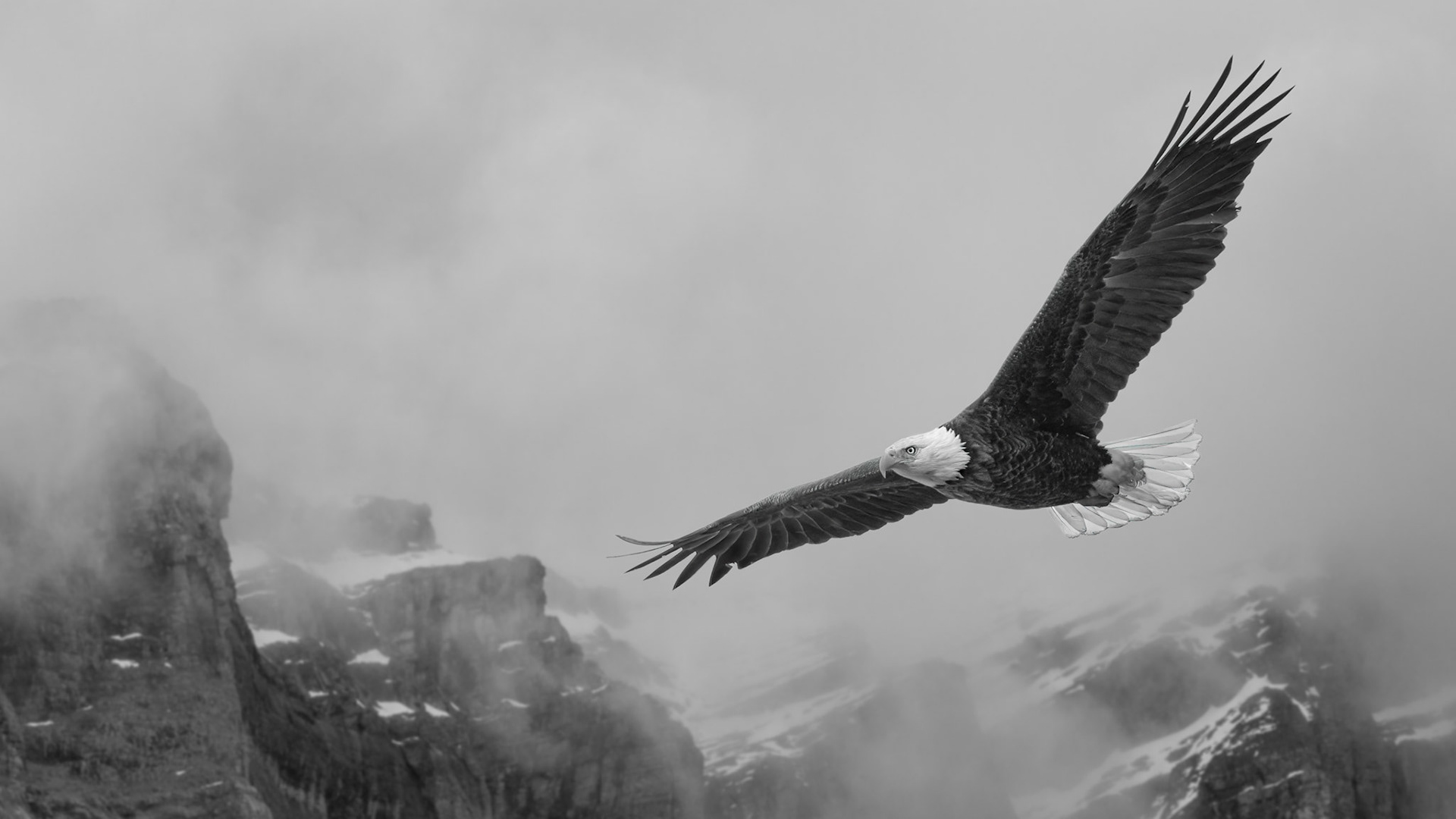 An eagle soars among the mountain peaks of Jasper National Park.
