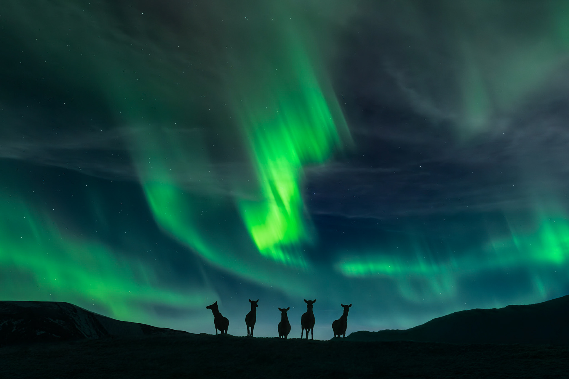A herd of deer pause on a ridge as aurora dances overhead.
