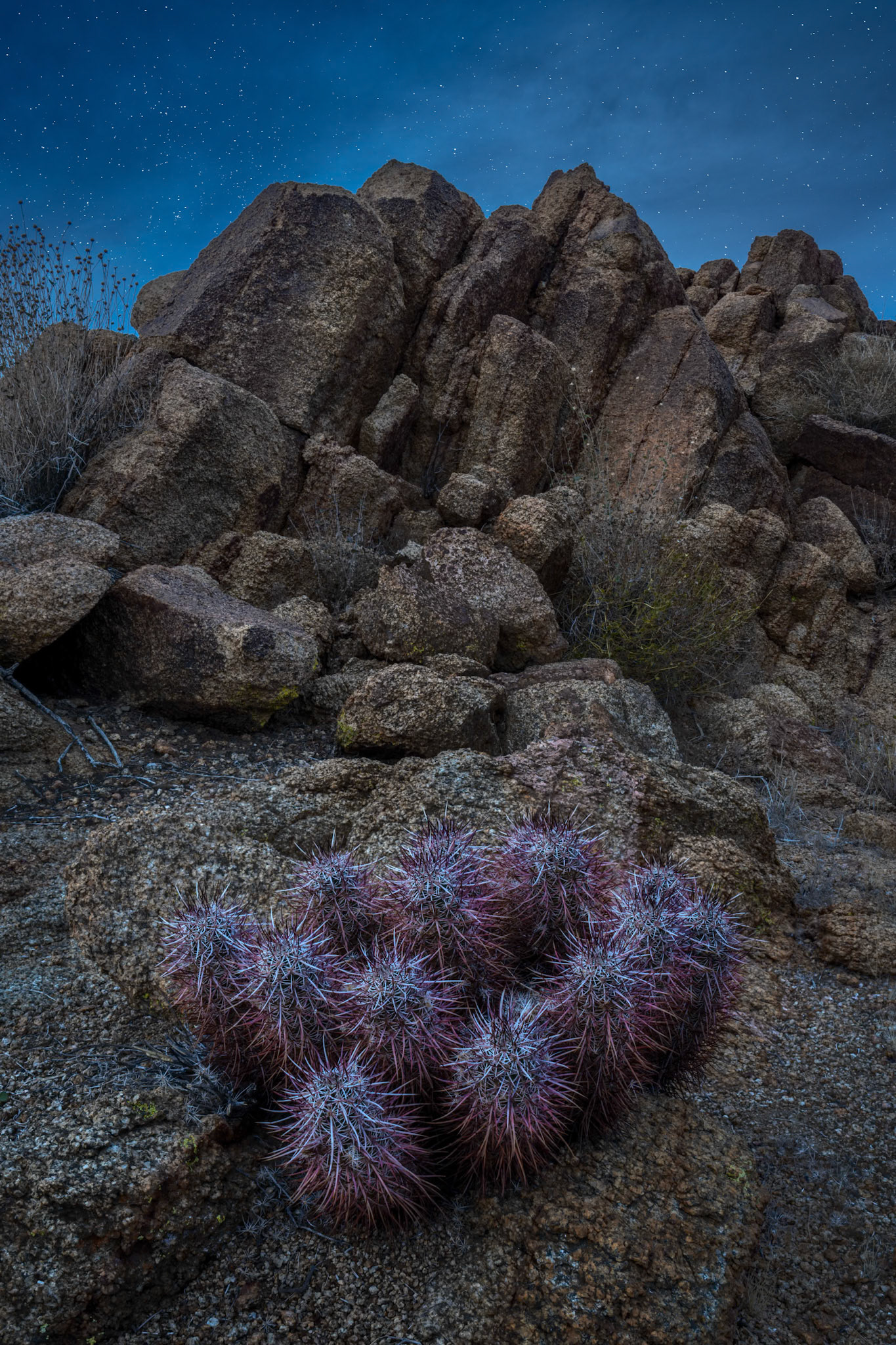 Blue hour descends upon Joshua Tree National Park as a beautiful but dangerous hedgehog cactus waits patiently for the unwary.