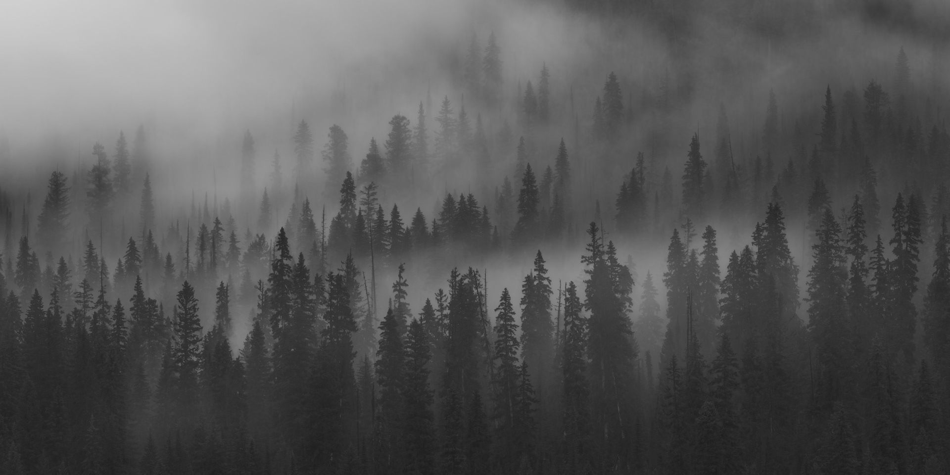 Fog moves silently through the trees near Emerald Lake in Yoho National Park.