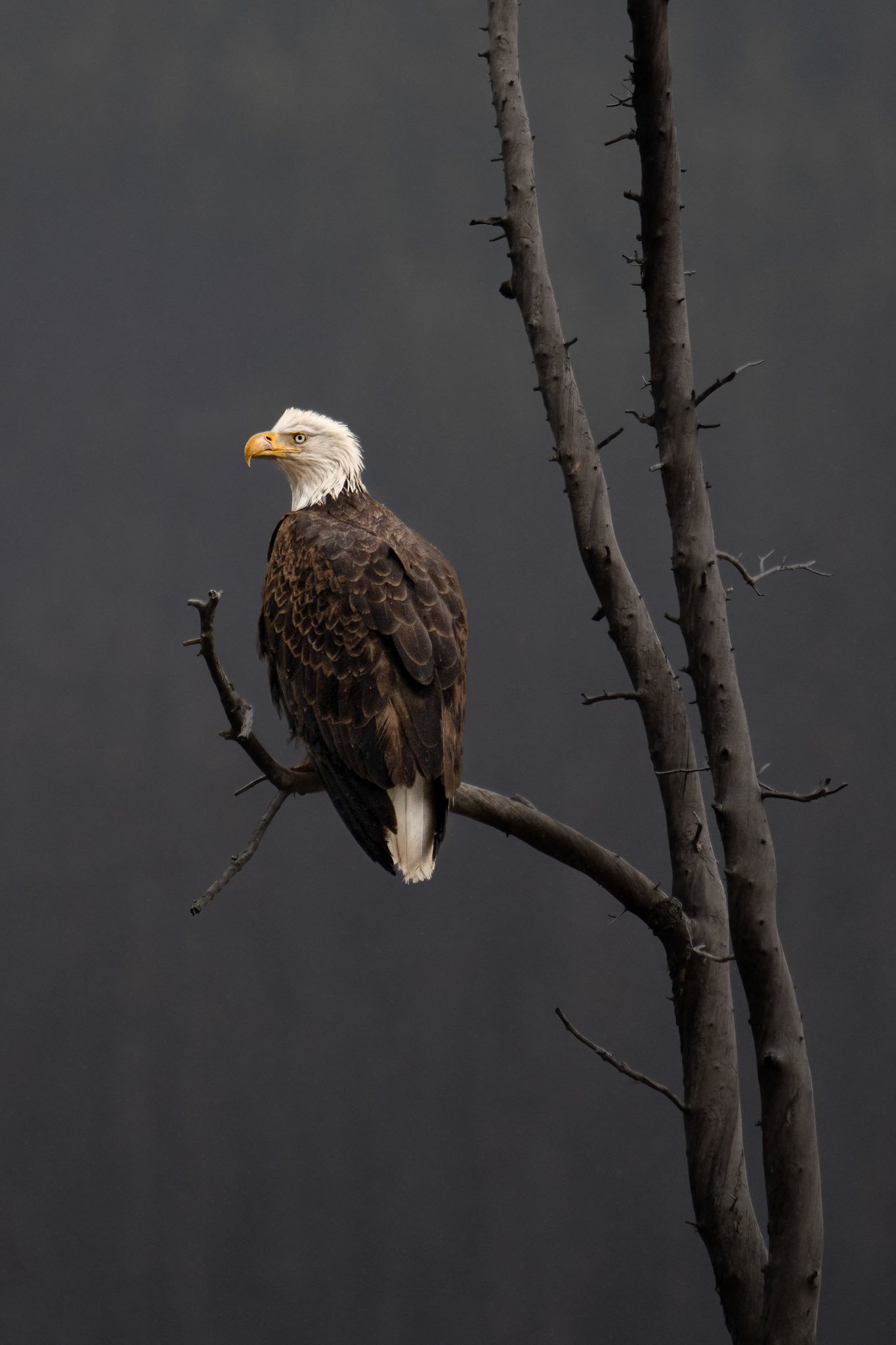 An eagle sets its gaze on prey far off in the distance in Jasper National Park.