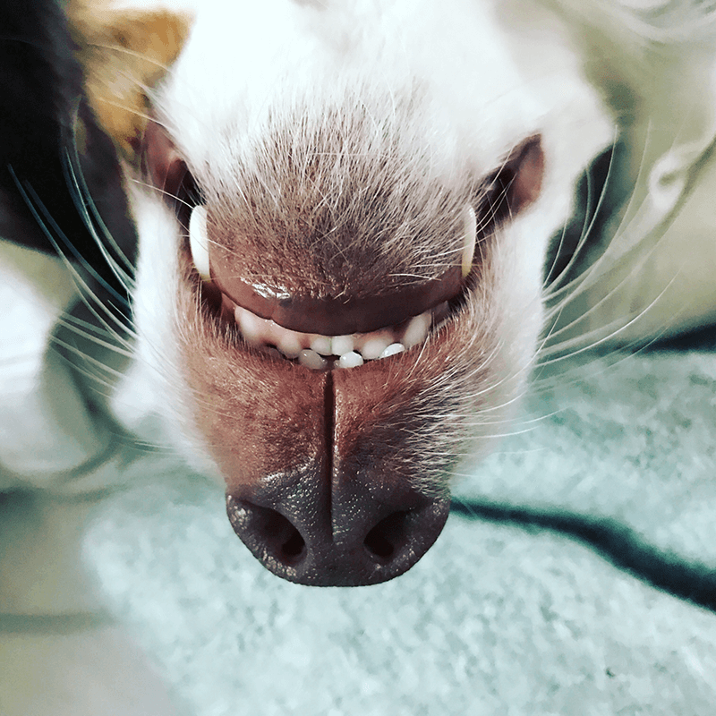 Upside down dog laying on a bed with its snout front and center.
