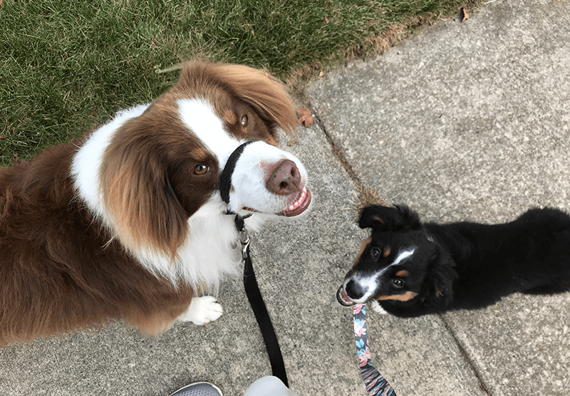 Two mini Australian Shepherds on the sidewalk with leashes looking up at their owner.