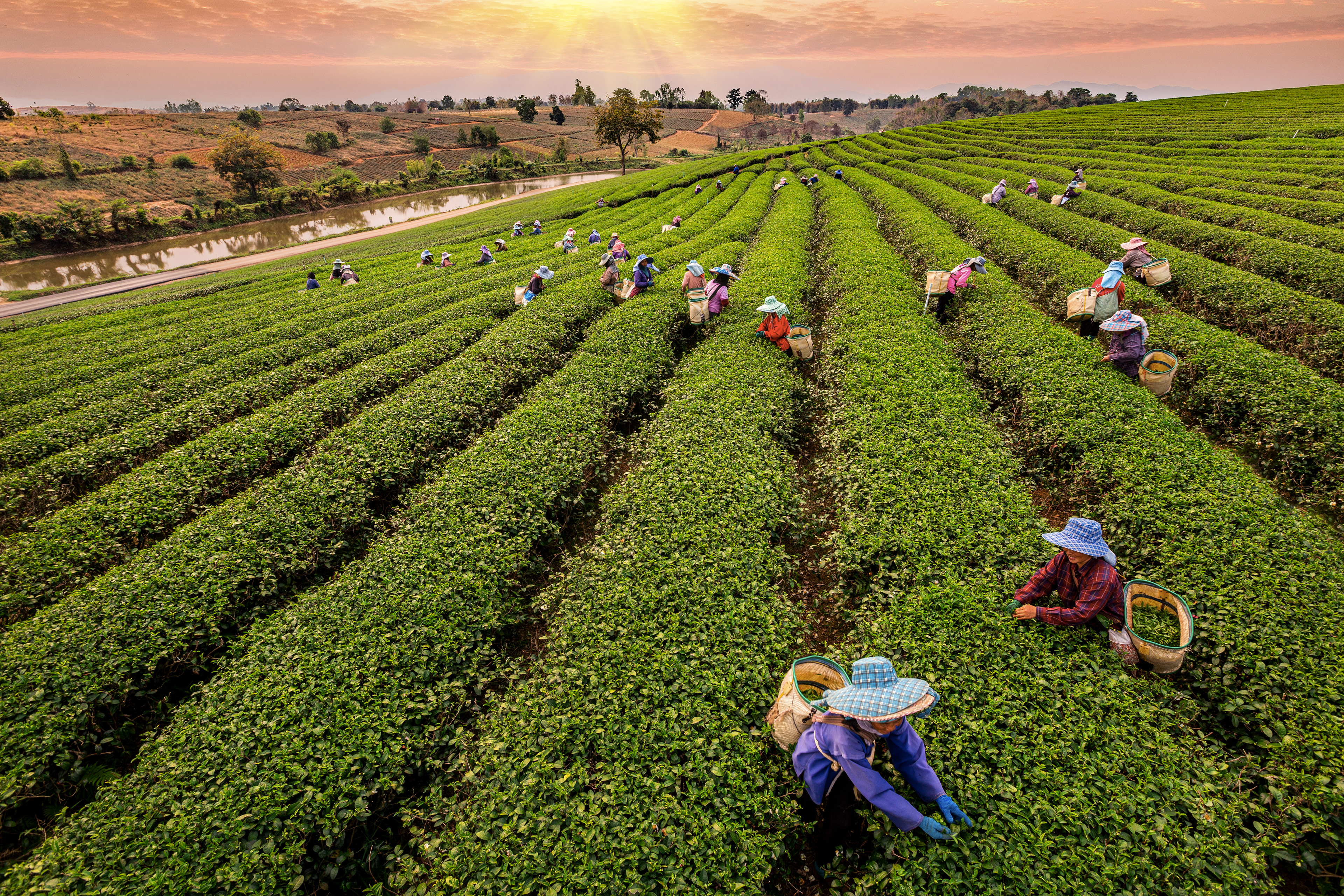 Scene of CHOUI FONG TEA PHOTO CONTEST/ HONORABLE MENTION AWARD 2000 BAHT