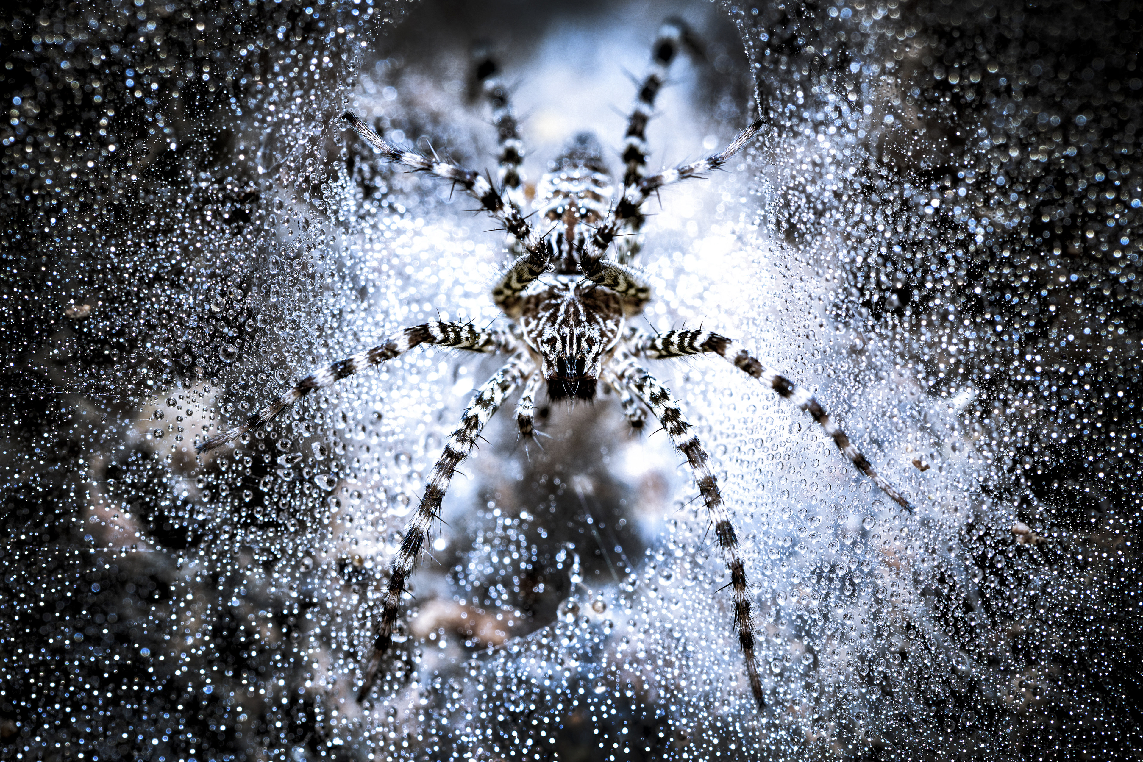 TRUE CORPORATION PHOTO CONTEST / HONORABLE MENTION AWARD 5,000 BAHT