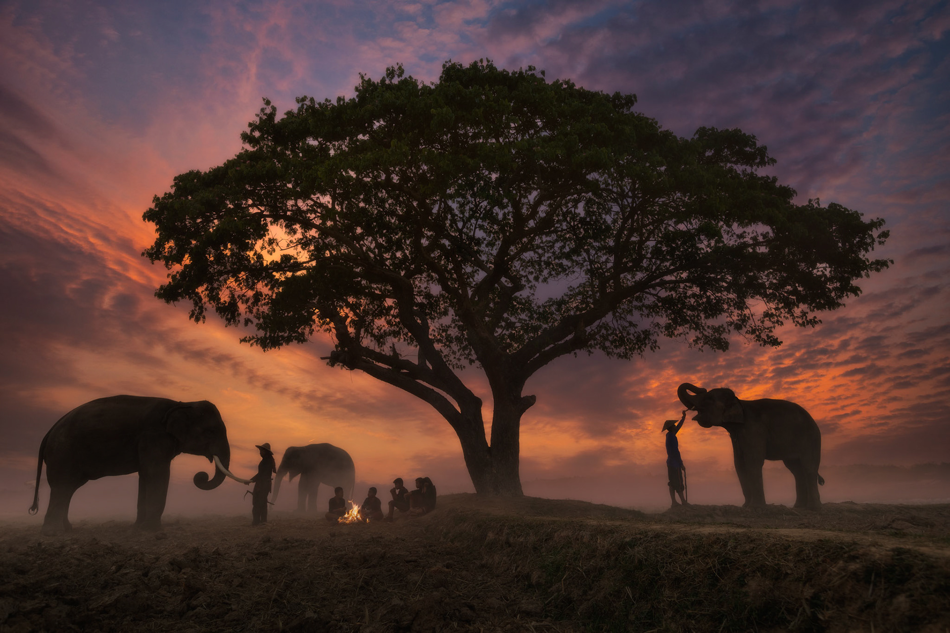 WORLD WILDLIFE DAY THAILAND PHOTO CONTEST / 3RD PRIZE 2,000 BAHT