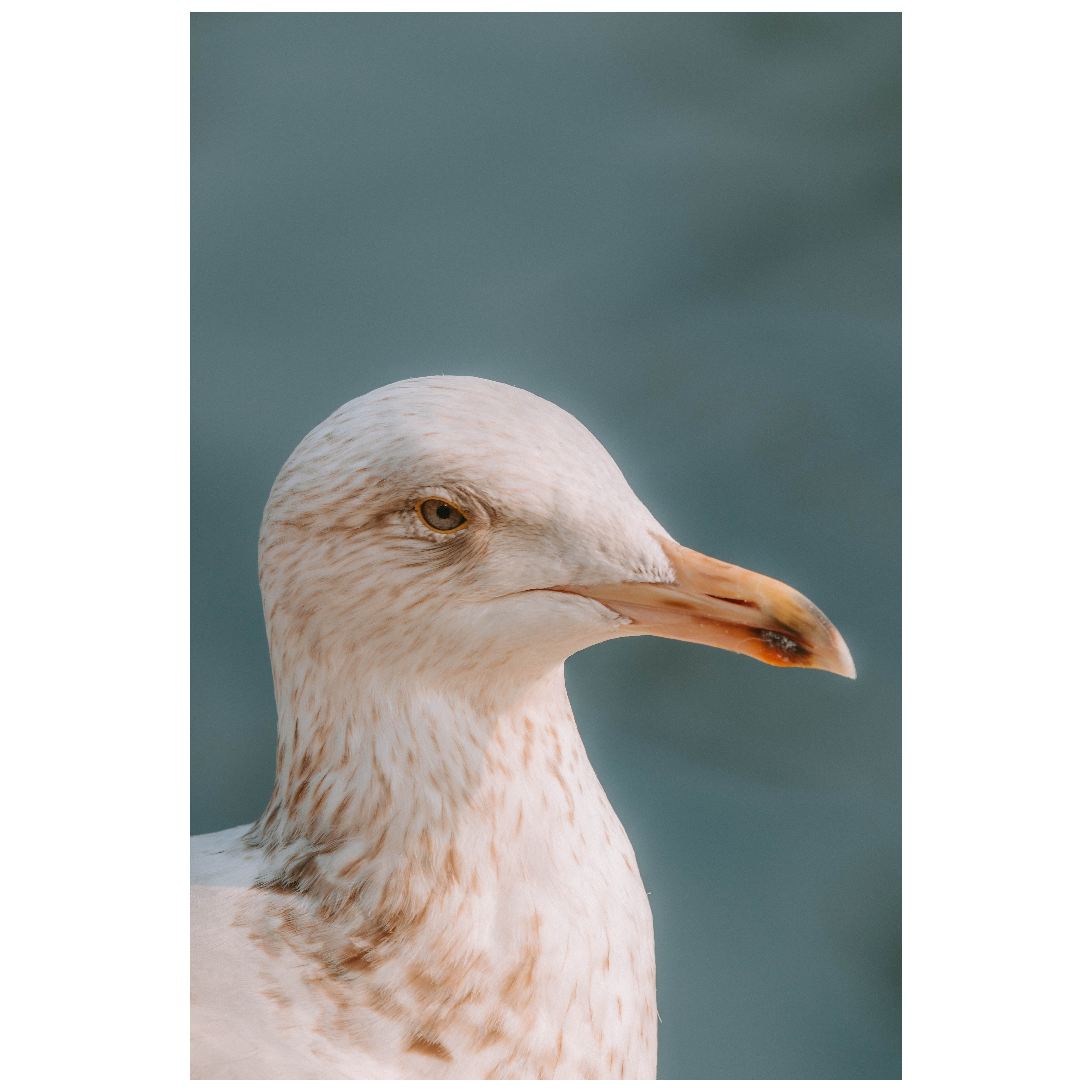 f/8 1/160 ISO 100 400mm