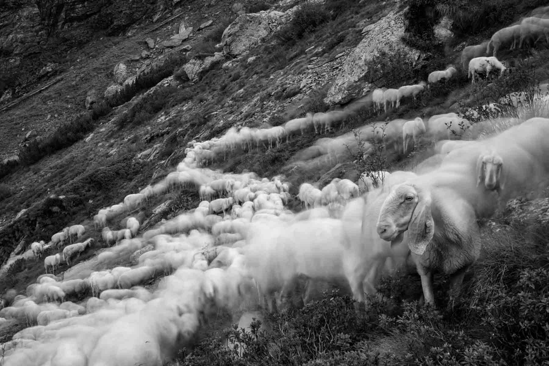 The flock in motion, moving toward a new graze