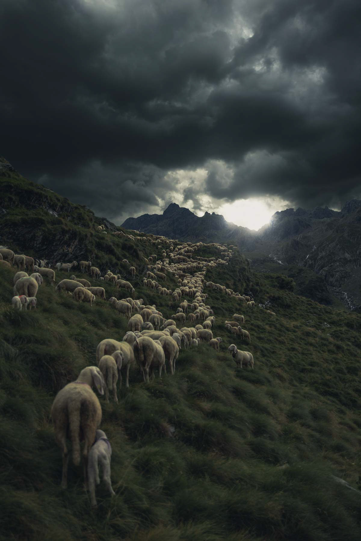 Going toward the light after grazing - Orobie Alps 2019