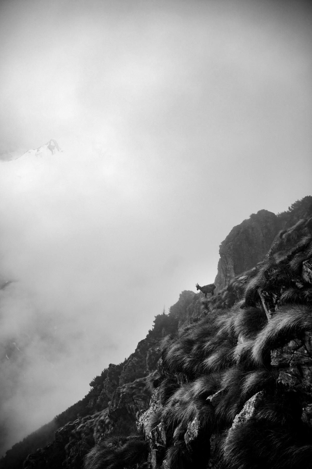 A ibex guarding the way