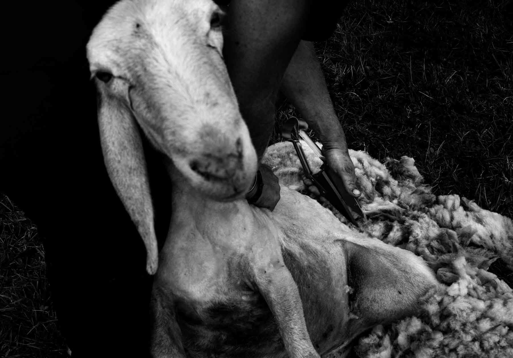 Old time shearing done with the traditional scissors
