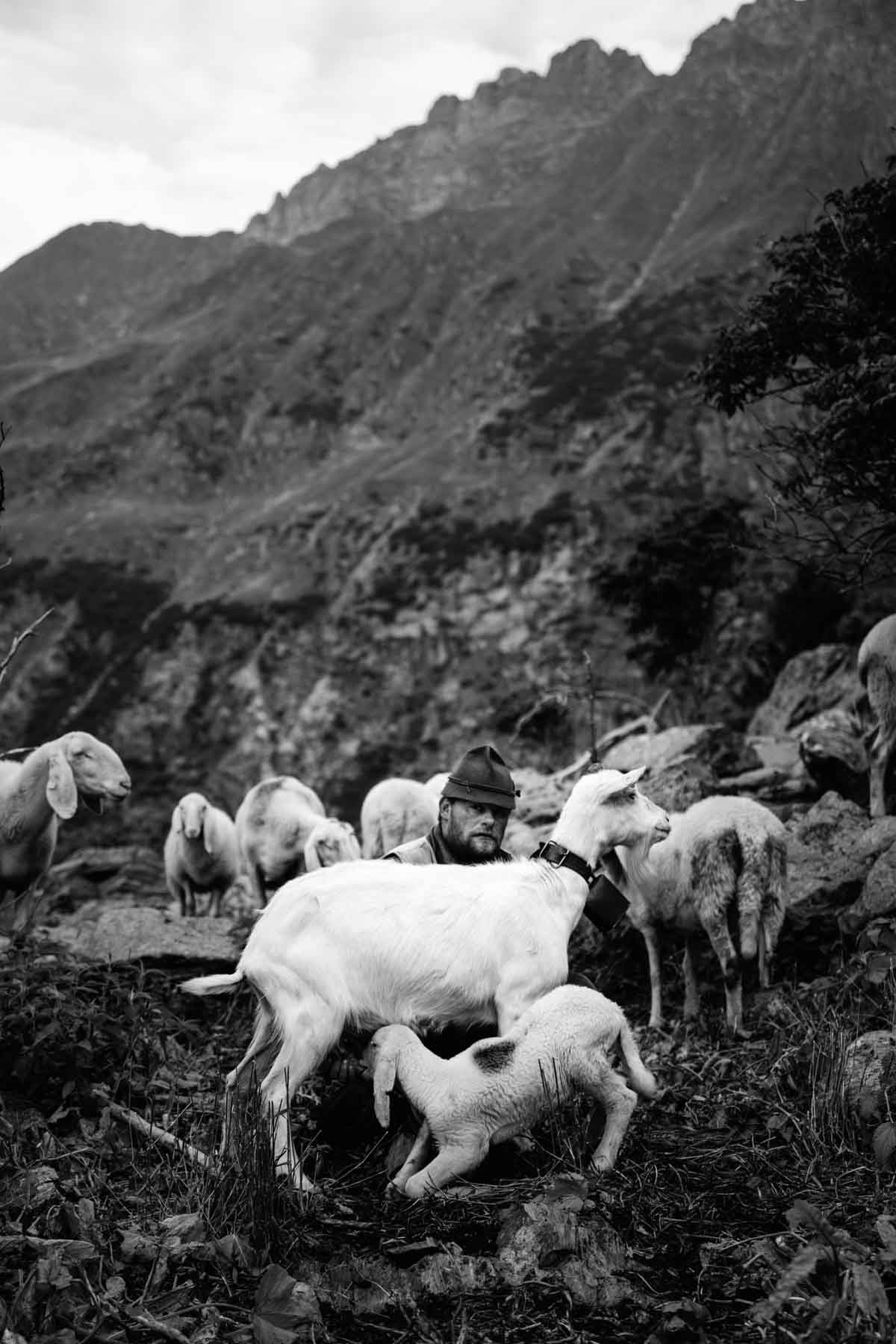 Goats are often used to breast feed lambs