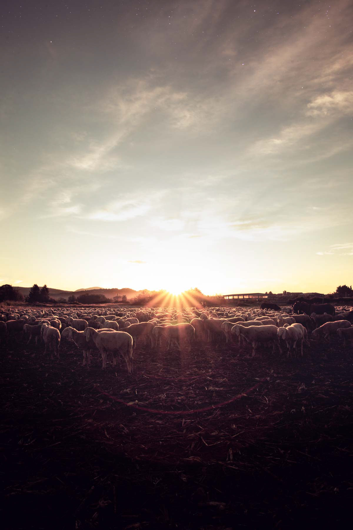 Sunrise over the flock - Bergamo 2019