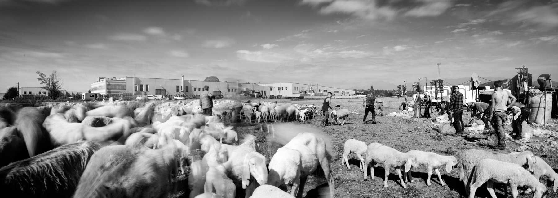 Sheep shearing panorama