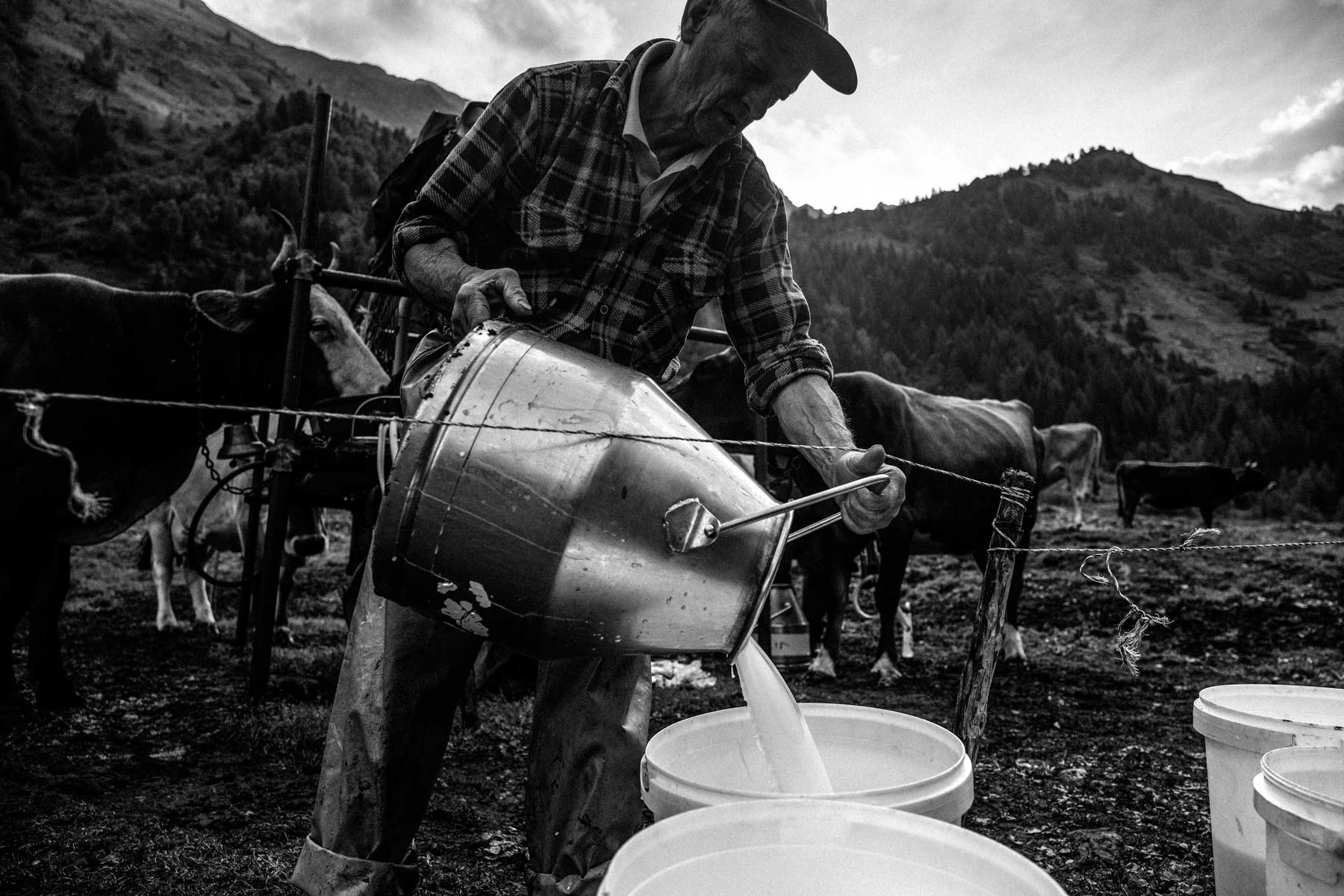 Transferring the milk into buckets